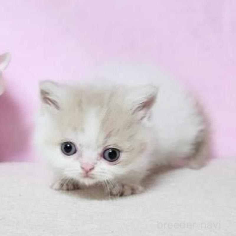 販売中の群馬県のミヌエット(短足)-137002の6枚目