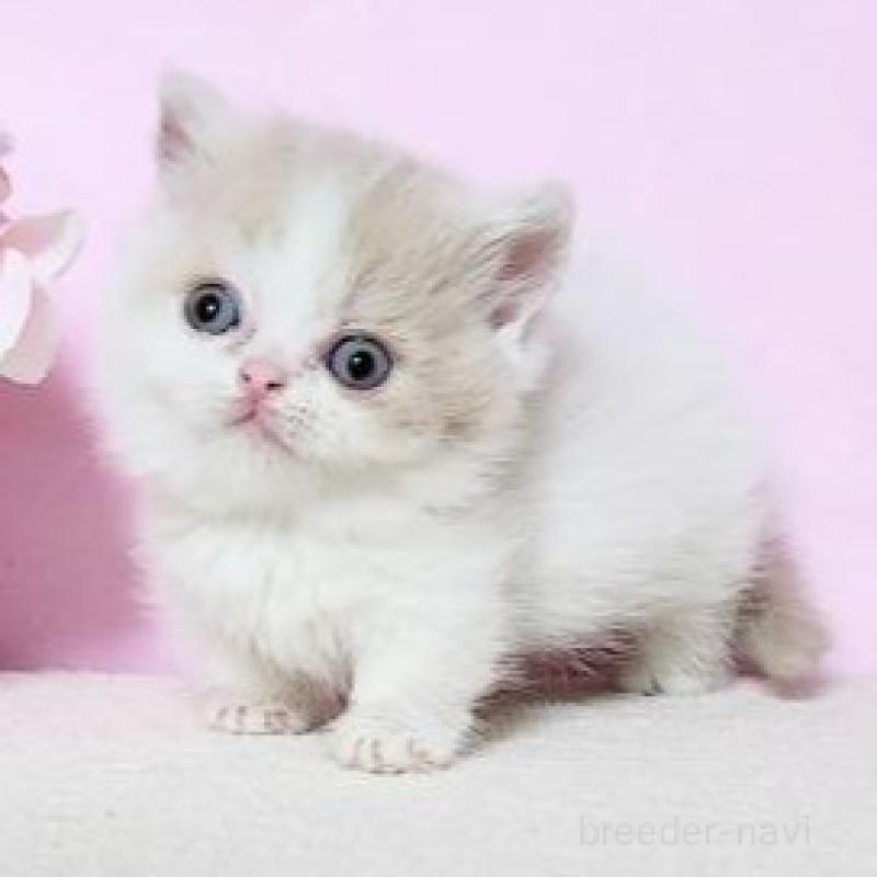 販売中の群馬県のミヌエット(短足)-137002の4枚目