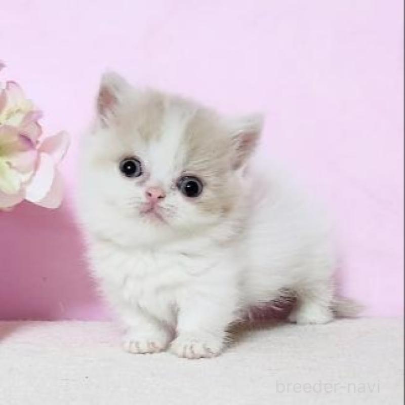 販売中の群馬県のミヌエット(短足)-137002の1枚目