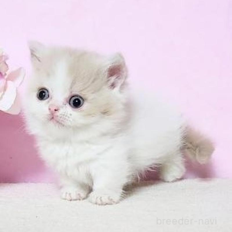 販売中の群馬県のミヌエット(短足)-137002の3枚目