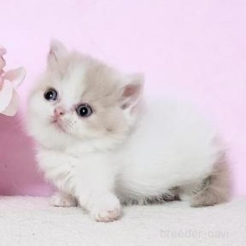 販売中の群馬県のミヌエット(短足)-137002の2枚目