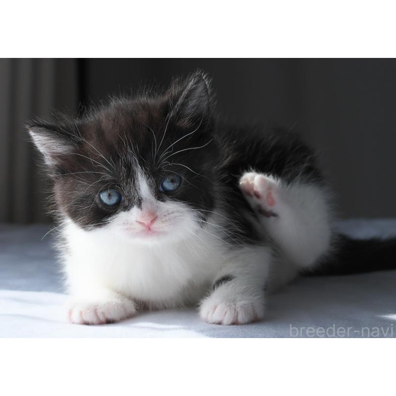 販売中の長野県のスコティッシュストレート-137003の3枚目