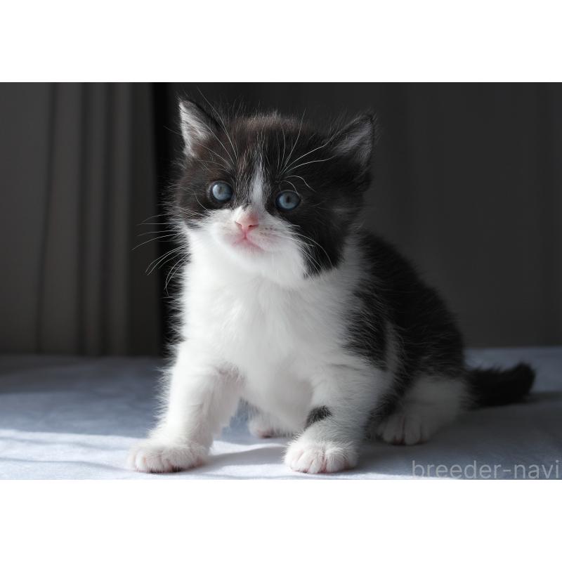 販売中の長野県のスコティッシュストレート-137003の2枚目