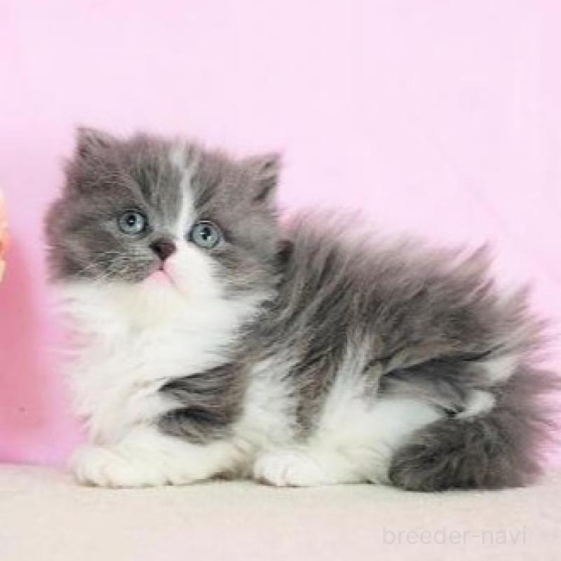 販売中の群馬県のミヌエット-137004の6枚目