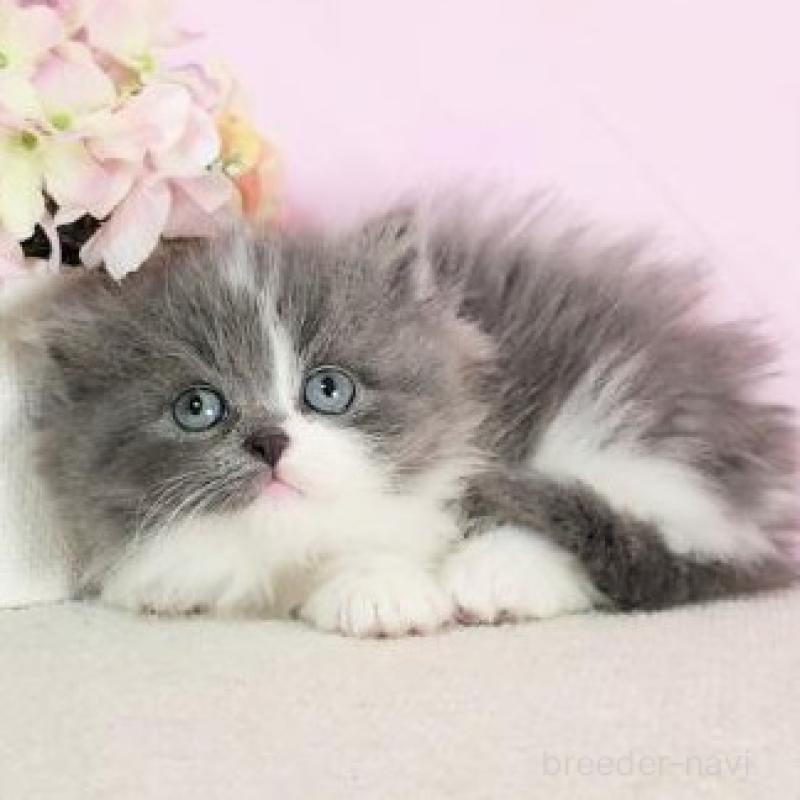 販売中の群馬県のミヌエット-137004の5枚目