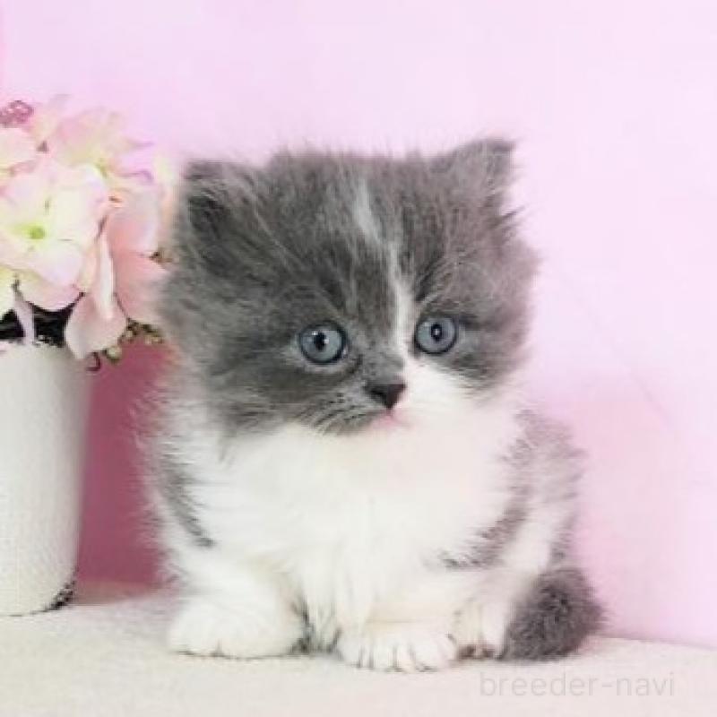 販売中の群馬県のミヌエット-137004の4枚目