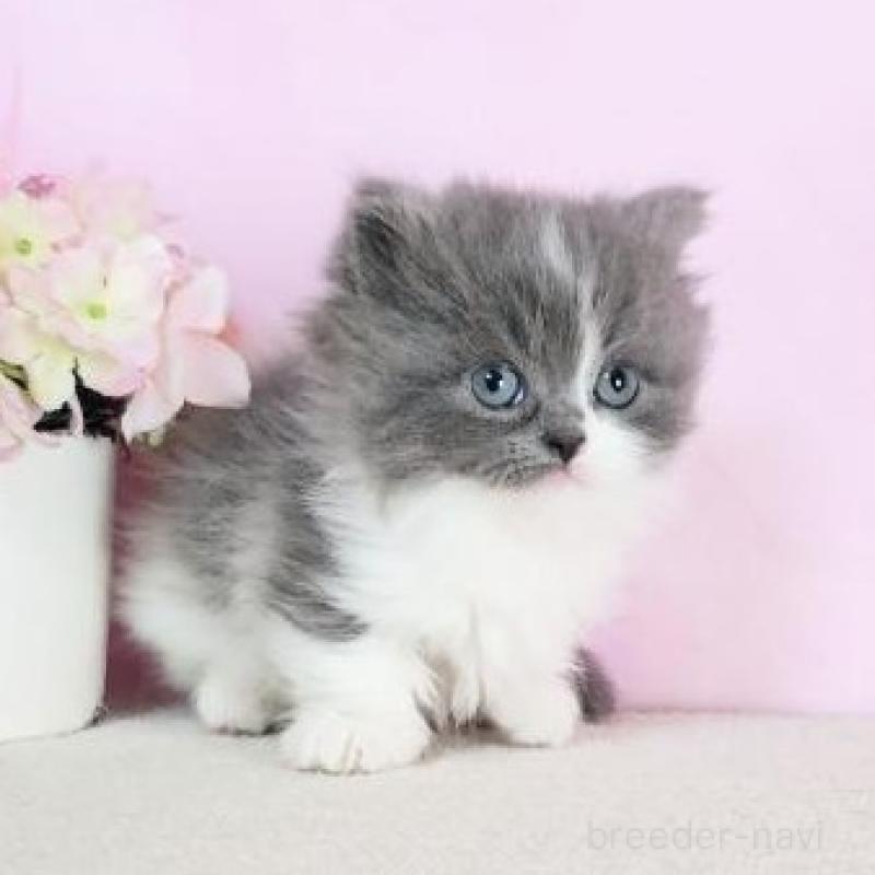 販売中の群馬県のミヌエット-137004の3枚目