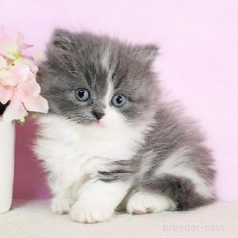 販売中の群馬県のミヌエット-137004の1枚目