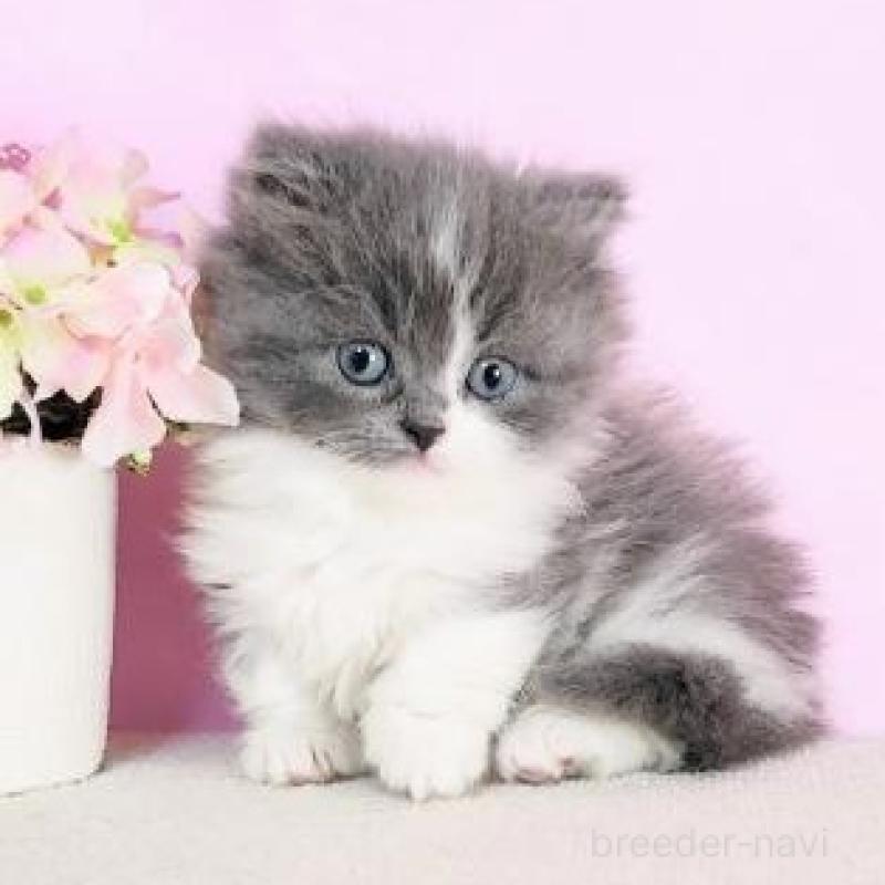 販売中の群馬県のミヌエット-137004の2枚目