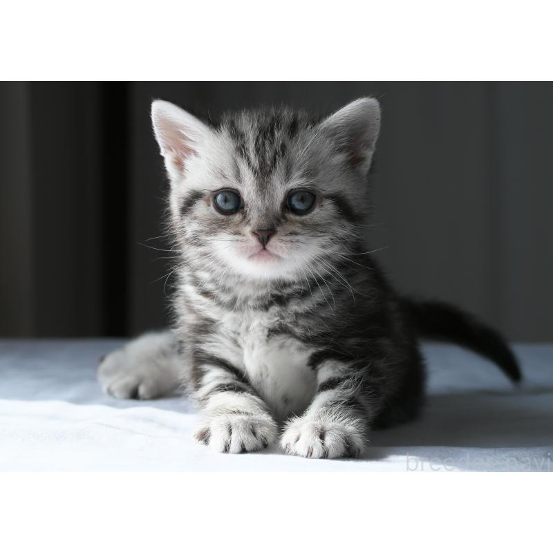 販売中の長野県のスコティッシュストレート-137005の5枚目