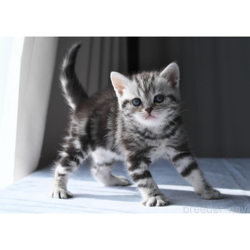 販売中の長野県のスコティッシュストレート-137005の4枚目