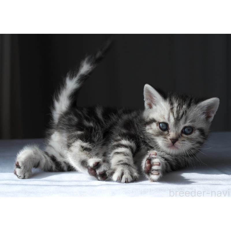 販売中の長野県のスコティッシュストレート-137005の3枚目