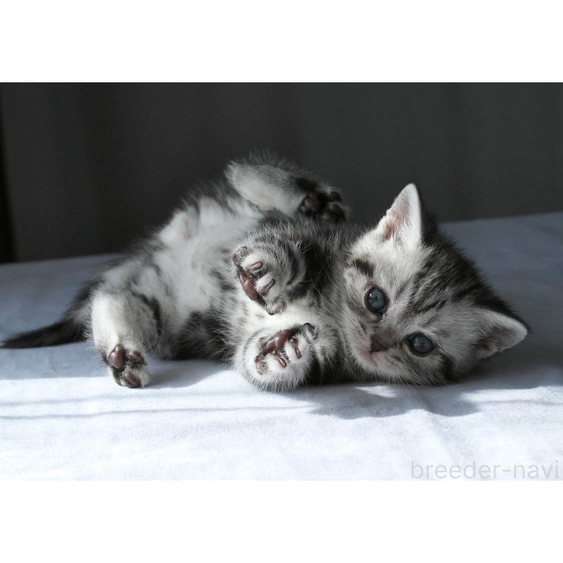 販売中の長野県のスコティッシュストレート-137005の2枚目