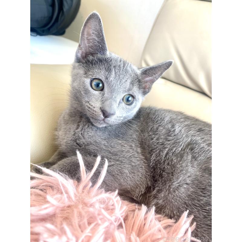 販売中の東京都のロシアンブルー-133325