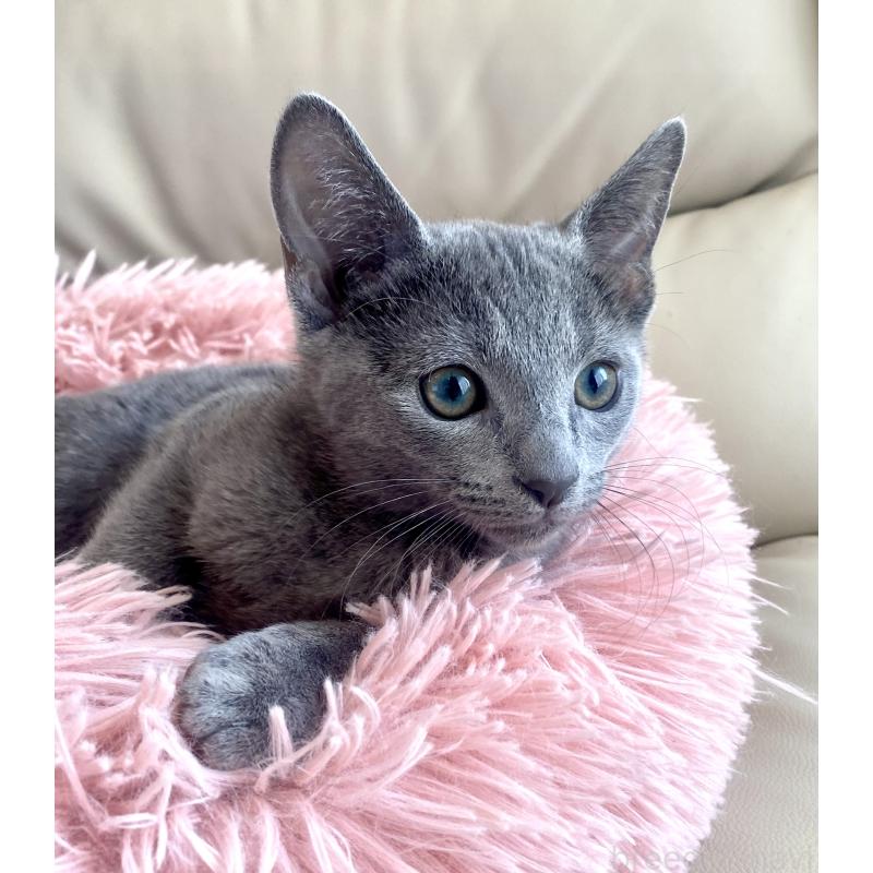 成約済の東京都のロシアンブルー-133325の15枚目