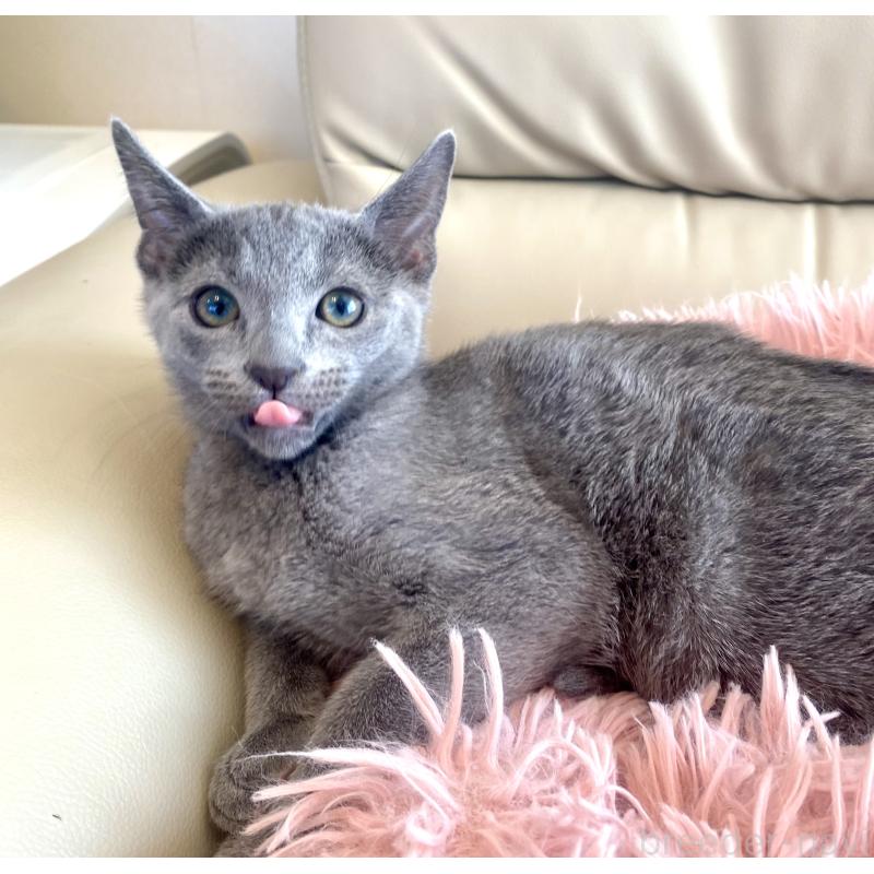 成約済の東京都のロシアンブルー-133325の14枚目