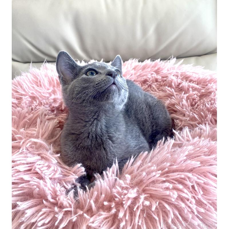 成約済の東京都のロシアンブルー-133325の13枚目