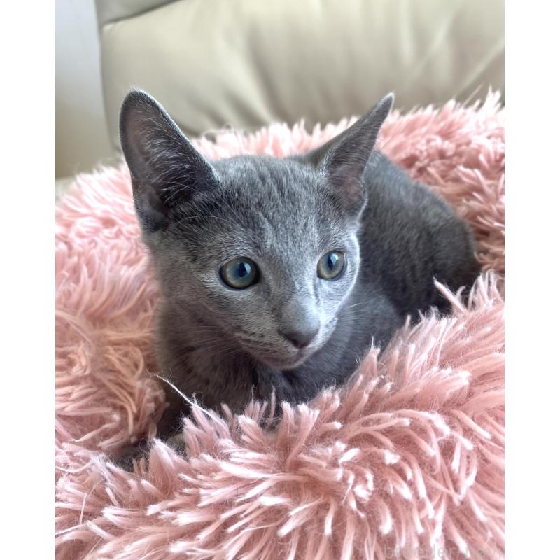 成約済の東京都のロシアンブルー-133325の12枚目