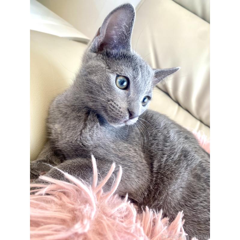 成約済の東京都のロシアンブルー-133325の11枚目