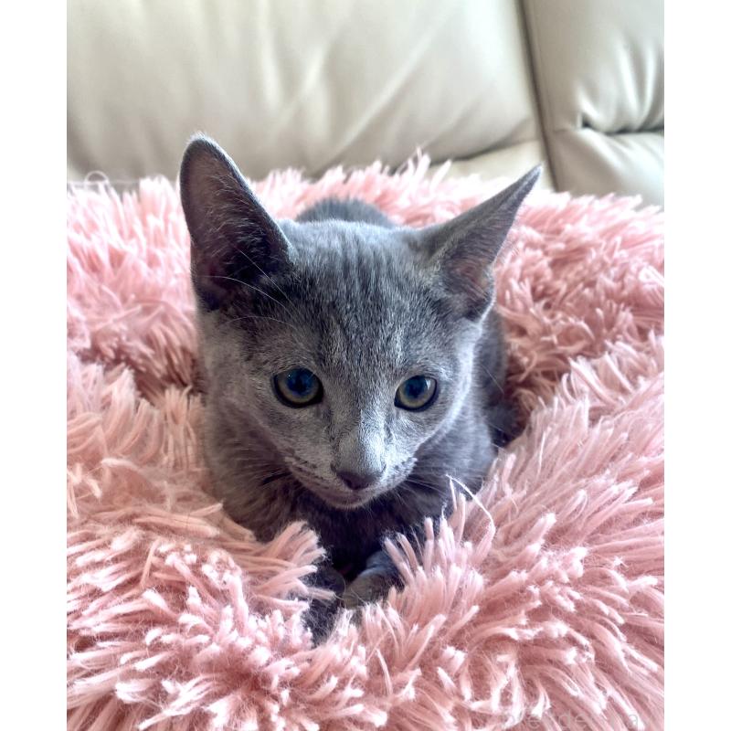 成約済の東京都のロシアンブルー-133325の10枚目