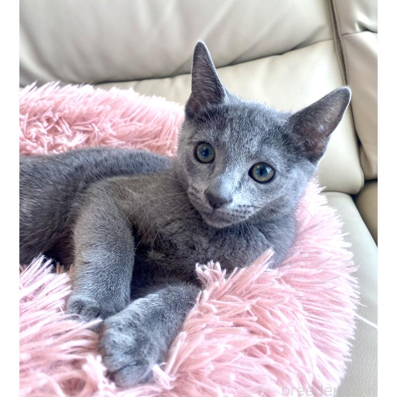 成約済の東京都のロシアンブルー-133325の9枚目