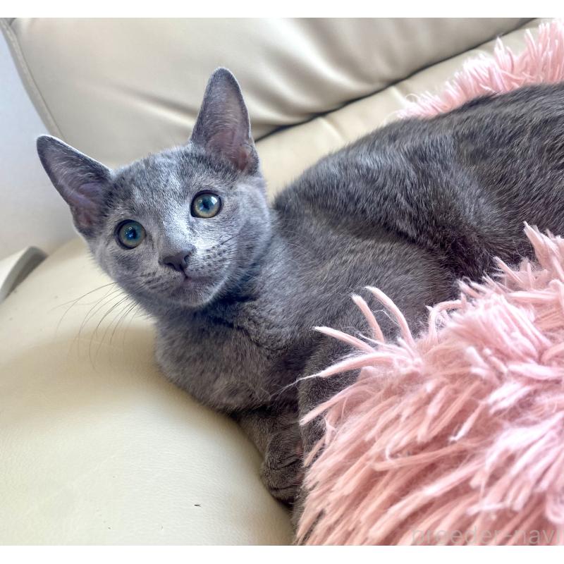 成約済の東京都のロシアンブルー-133325の8枚目