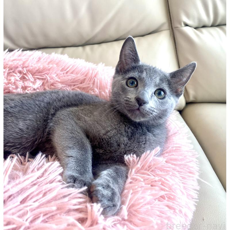 成約済の東京都のロシアンブルー-133325の7枚目