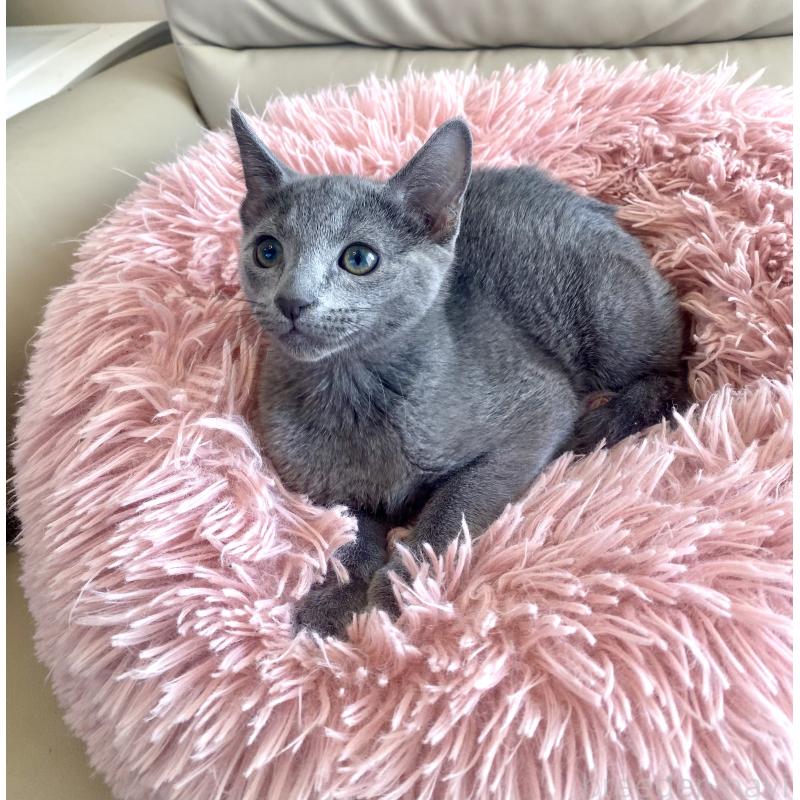 成約済の東京都のロシアンブルー-133325の6枚目