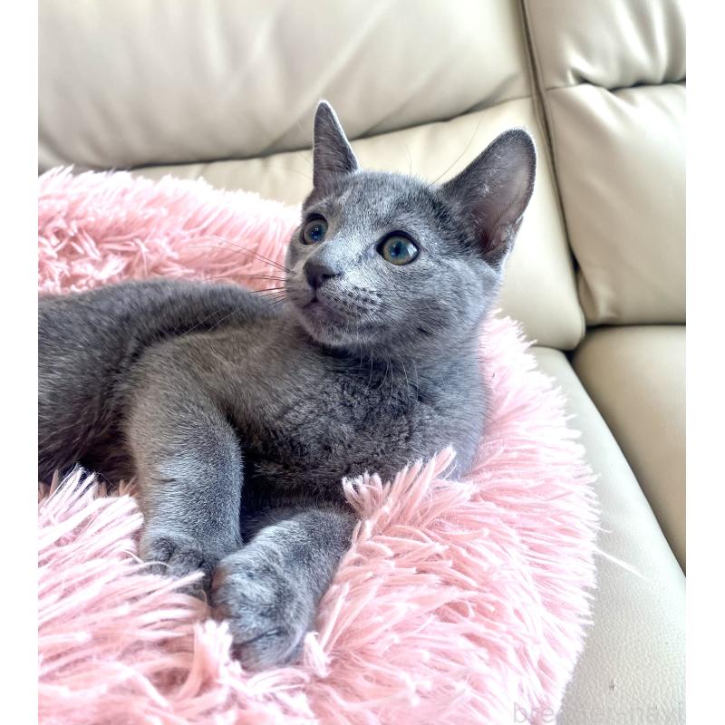 成約済の東京都のロシアンブルー-133325の5枚目