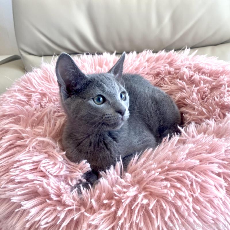 成約済の東京都のロシアンブルー-133325の4枚目