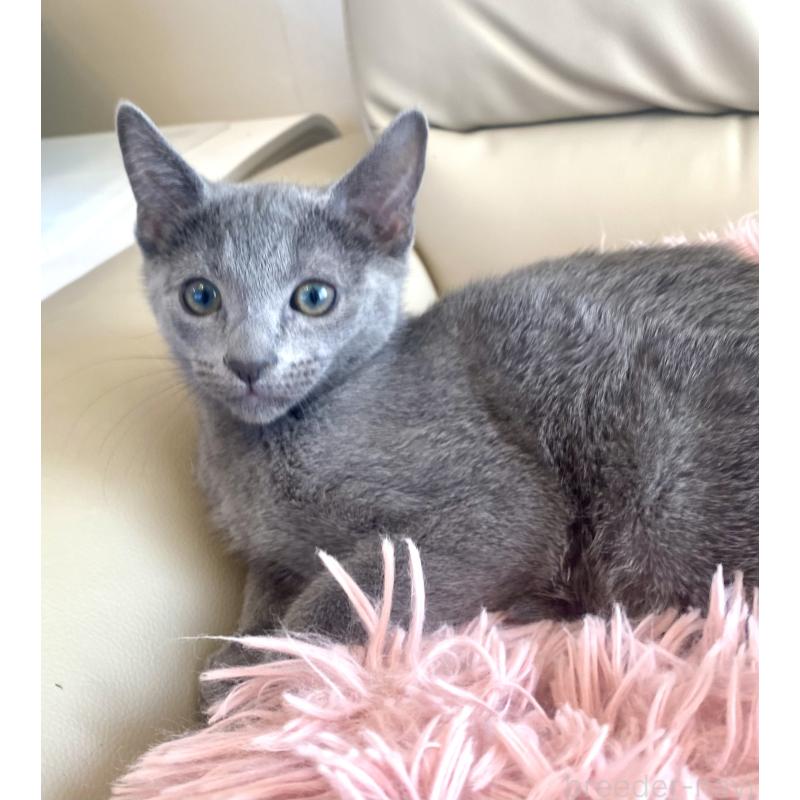 成約済の東京都のロシアンブルー-133325の3枚目