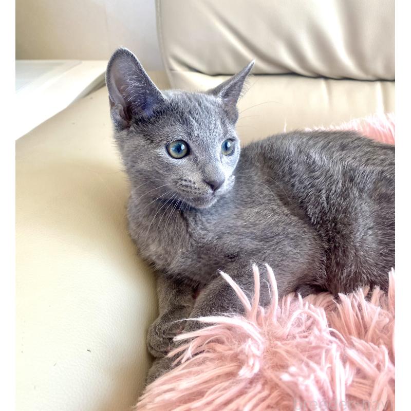 成約済の東京都のロシアンブルー-133325の2枚目