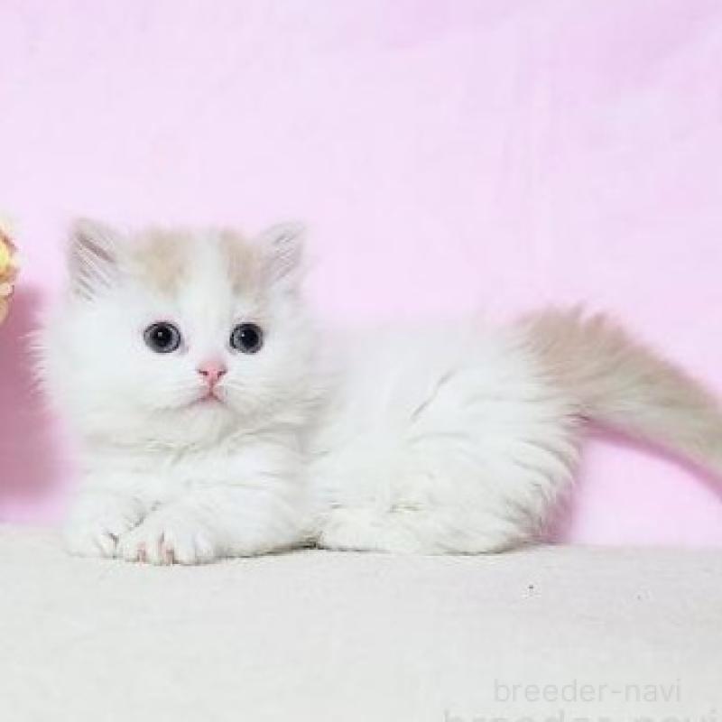 販売中の群馬県のミヌエット(短足)-137006の6枚目