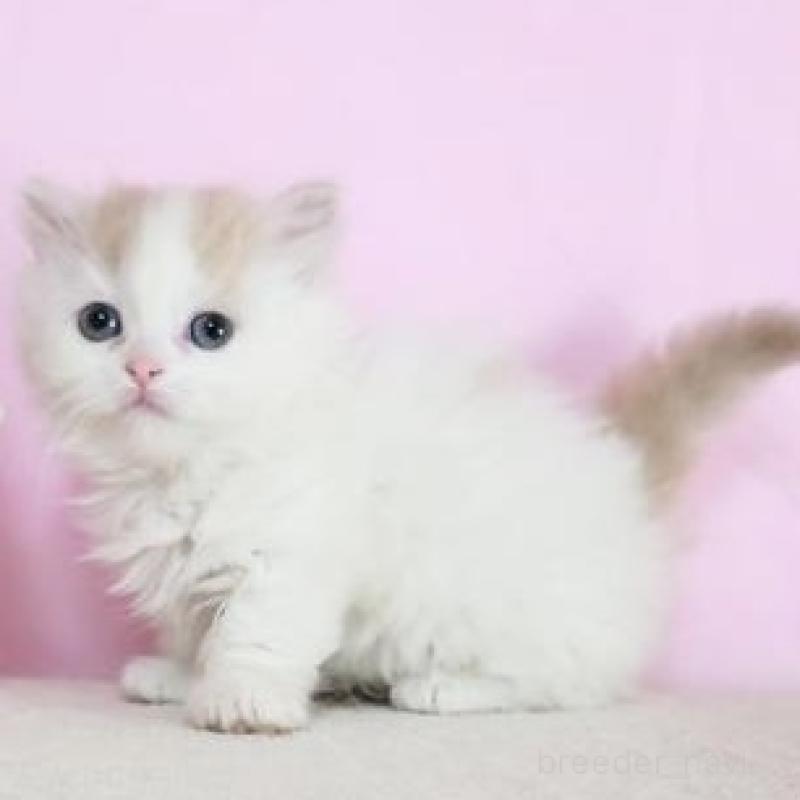 販売中の群馬県のミヌエット(短足)-137006の5枚目