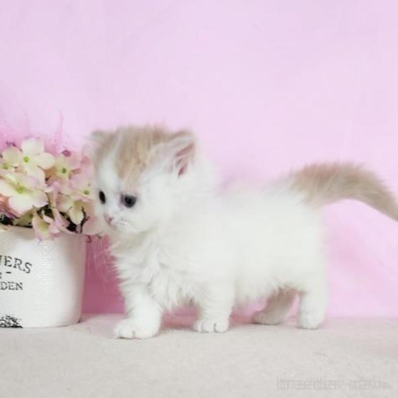 販売中の群馬県のミヌエット(短足)-137006の4枚目