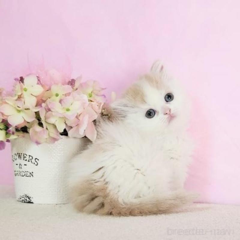 販売中の群馬県のミヌエット(短足)-137006の3枚目