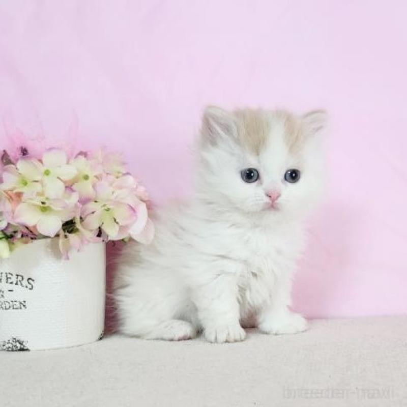 販売中の群馬県のミヌエット(短足)-137006の2枚目