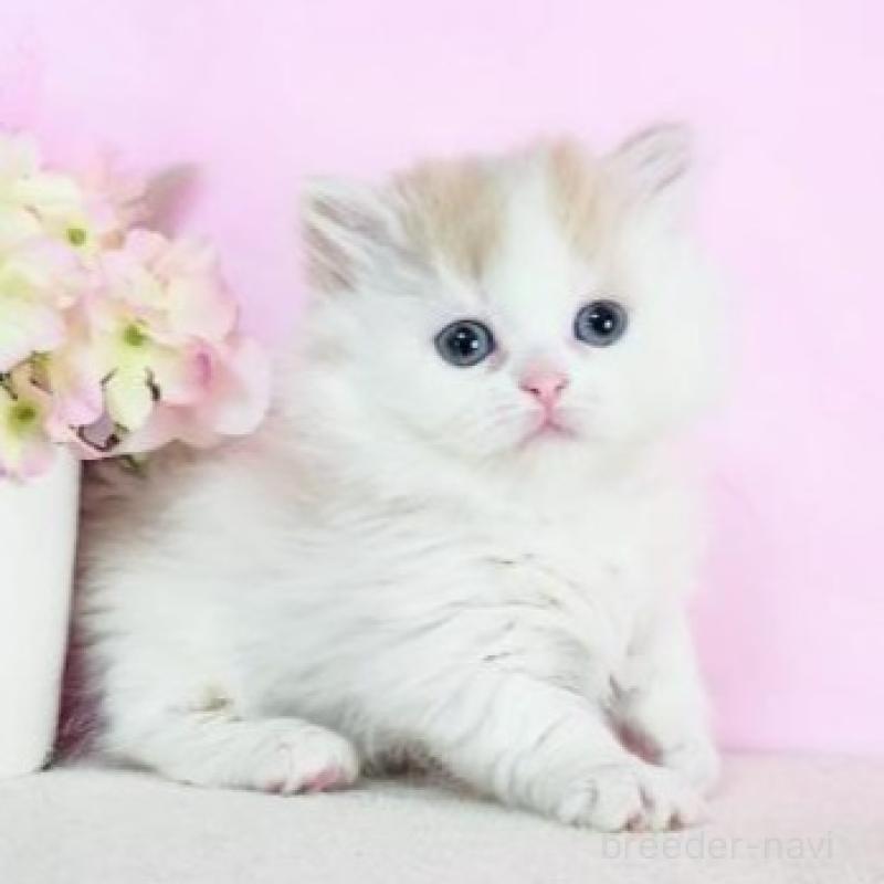 販売中の群馬県のミヌエット(短足)-137006の1枚目