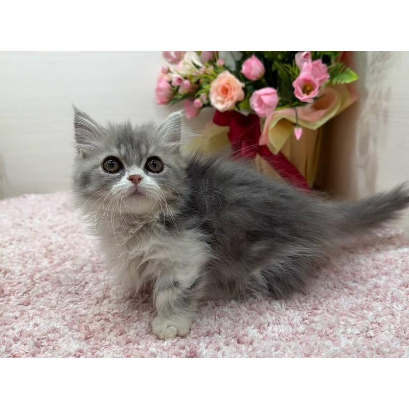 販売中の東京都のミヌエット(短足)-137008の7枚目