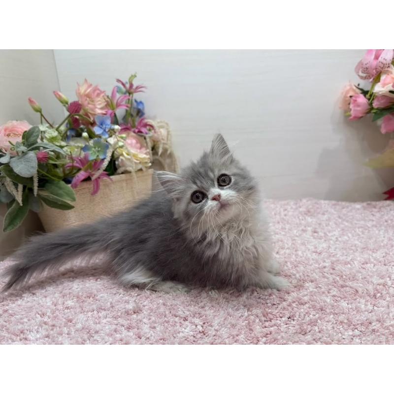 販売中の東京都のミヌエット(短足)-137008の6枚目