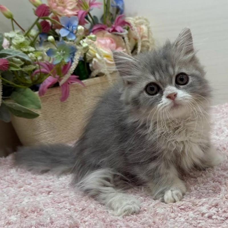 販売中の東京都のミヌエット(短足)-137008の5枚目