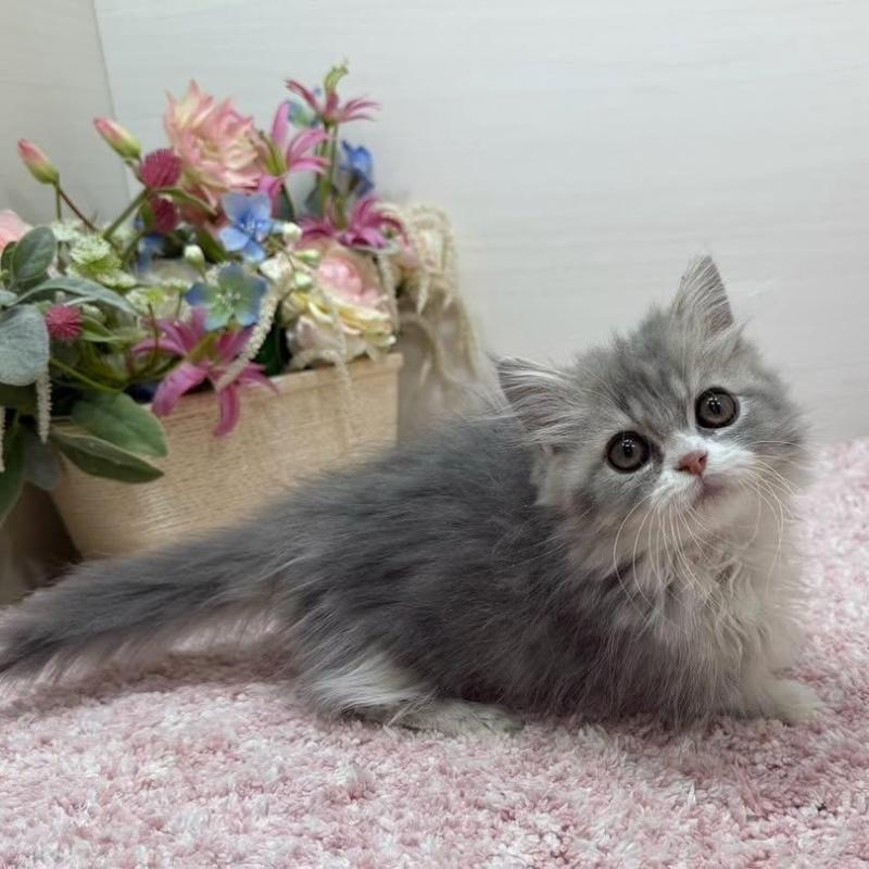 販売中の東京都のミヌエット(短足)-137008の4枚目