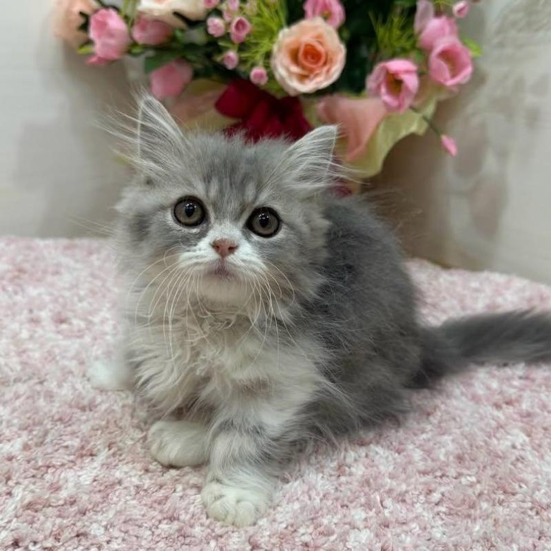 販売中の東京都のミヌエット(短足)-137008の1枚目