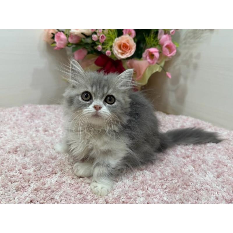 販売中の東京都のミヌエット(短足)-137008の2枚目