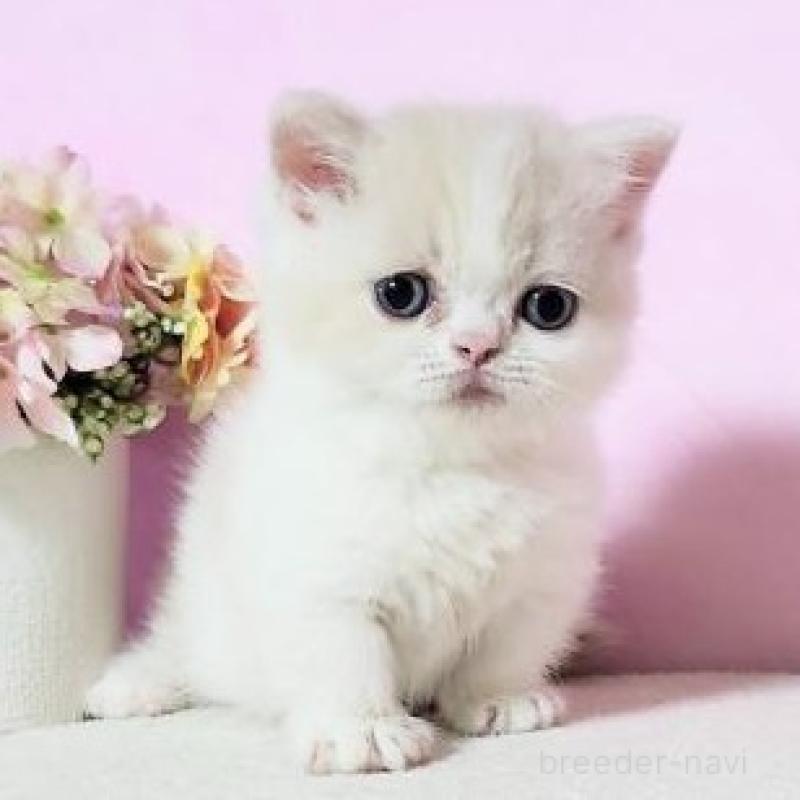 販売中の群馬県のミヌエット(短足)-137009の6枚目