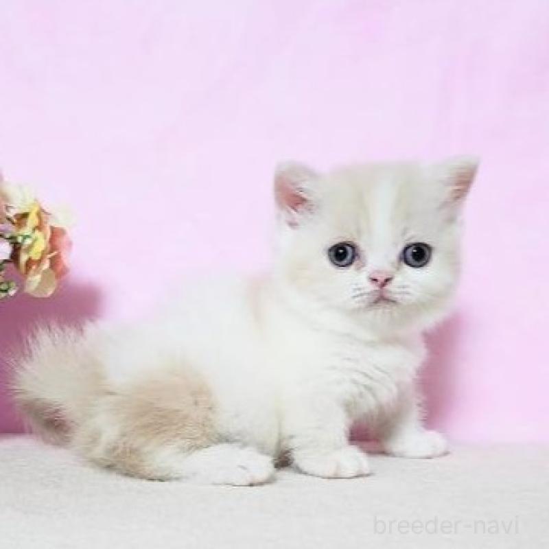 販売中の群馬県のミヌエット(短足)-137009の5枚目