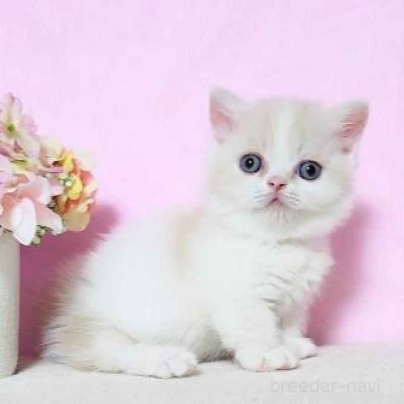 販売中の群馬県のミヌエット(短足)-137009の4枚目