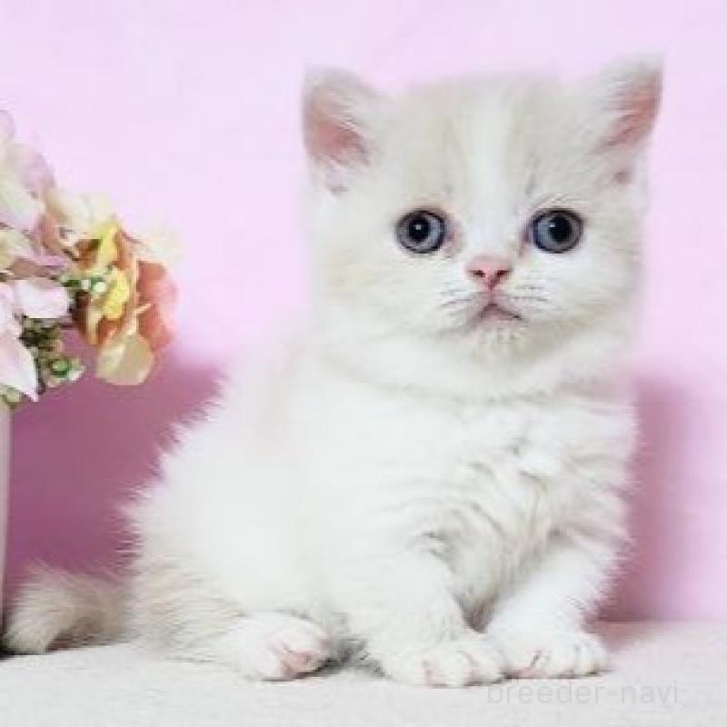 販売中の群馬県のミヌエット(短足)-137009