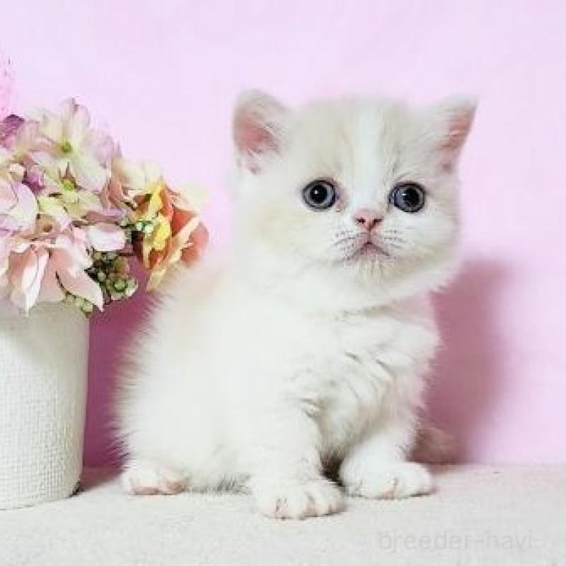 販売中の群馬県のミヌエット(短足)-137009の2枚目