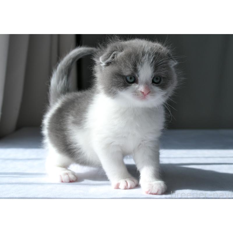 販売中の長野県のスコティッシュフォールド-137010の3枚目